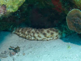 Tiger Tail Sea Cucumber IMG 9491